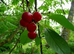 Fonds d'cran Nature Cerises