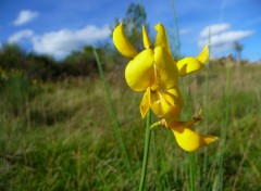 Fonds d'cran Nature Fleurs jaunes