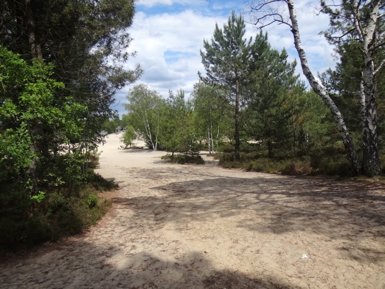 Fonds d'cran Nature Arbres - Forts En foret. photo 1