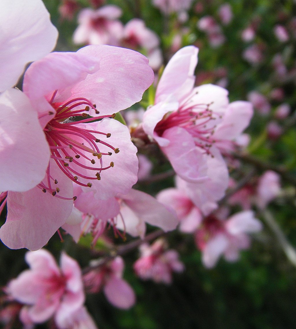 Fonds d'cran Nature Fleurs Fleur