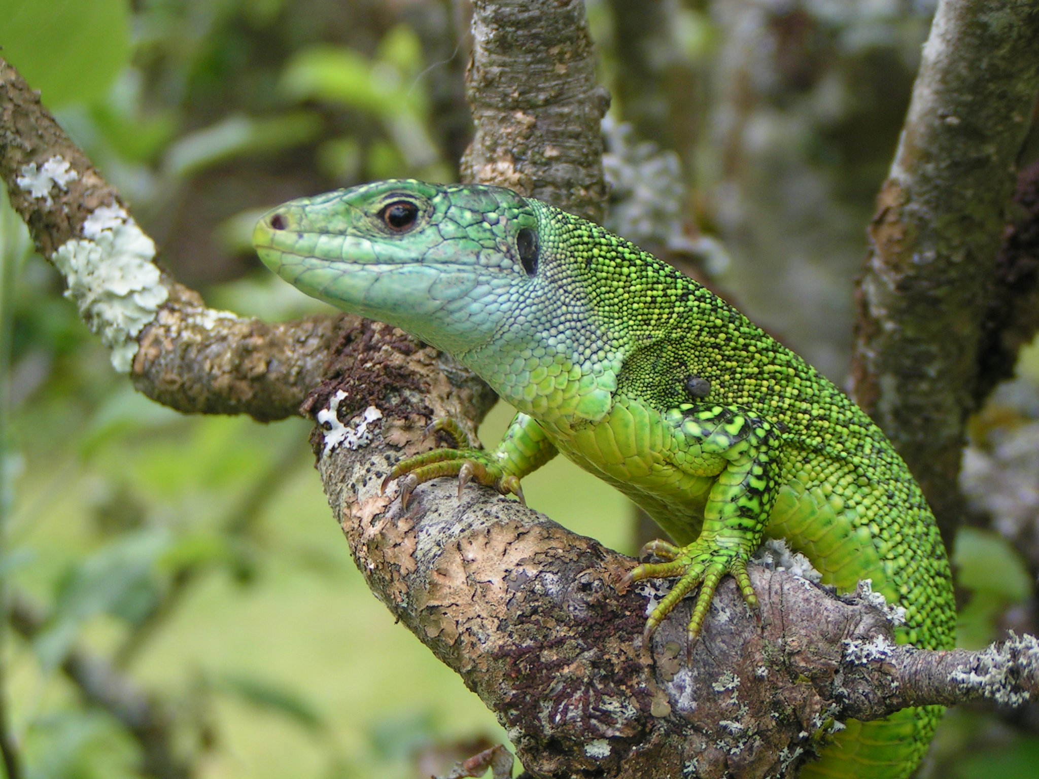 Wallpapers Animals Lizards - Iguanas lzard vert