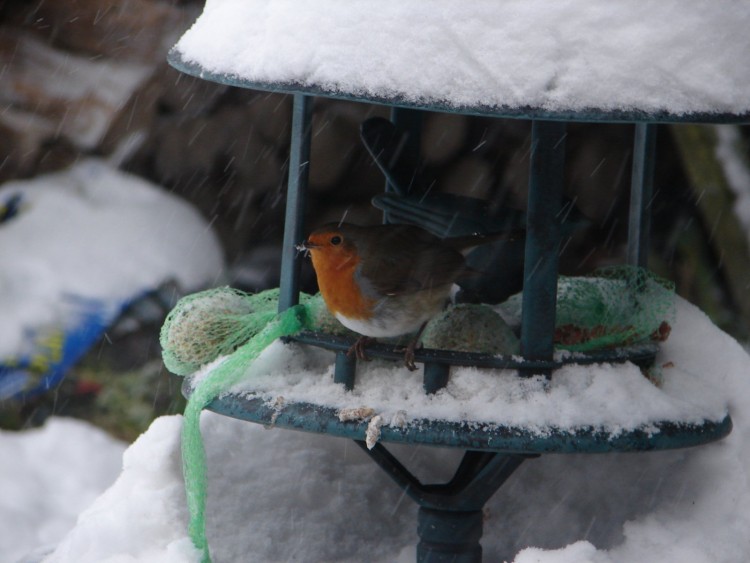 Fonds d'cran Animaux Oiseaux - Rougegorges rouge-gorges