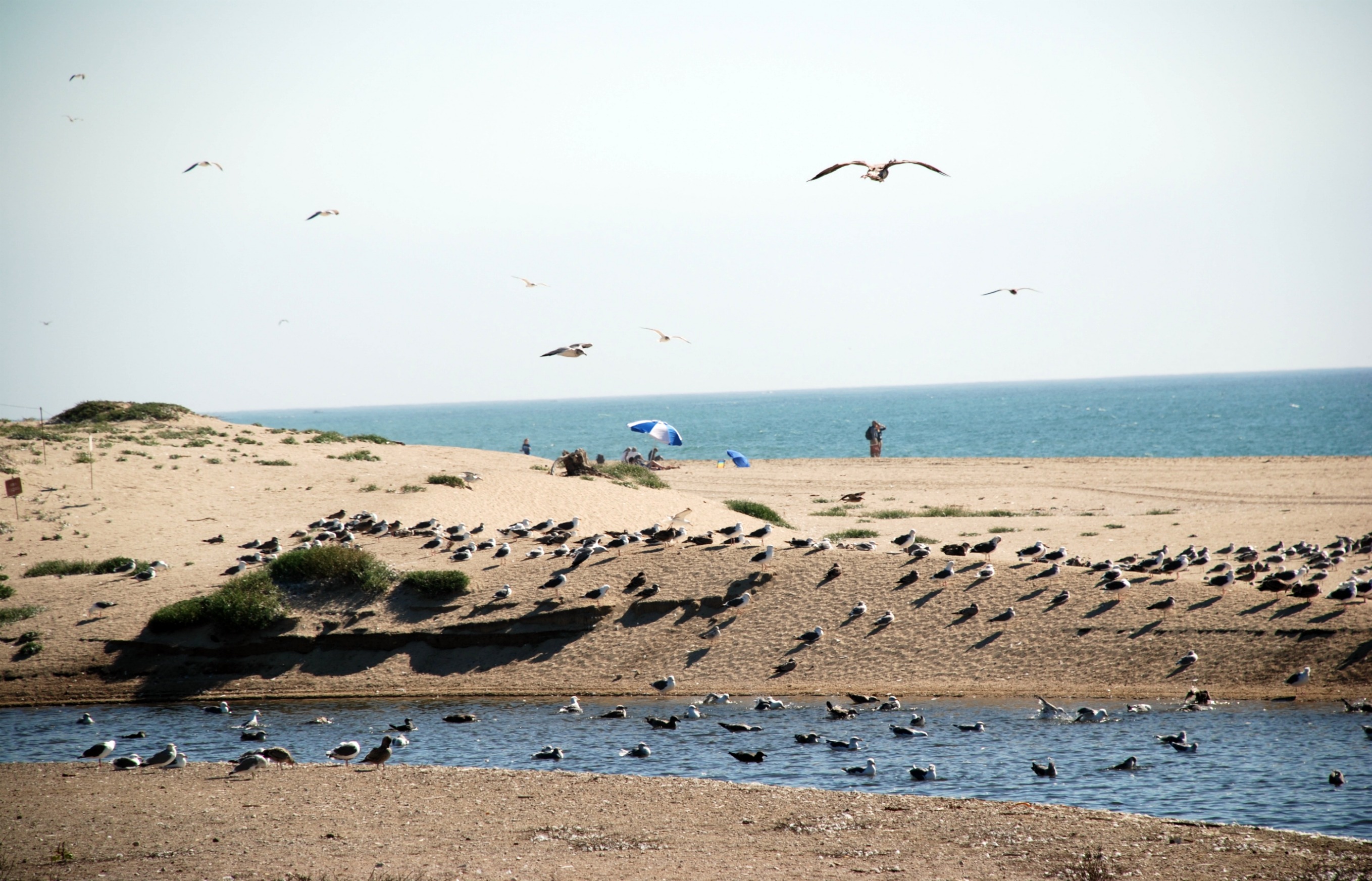 Wallpapers Nature Seas - Oceans - Beaches Plage de Californie