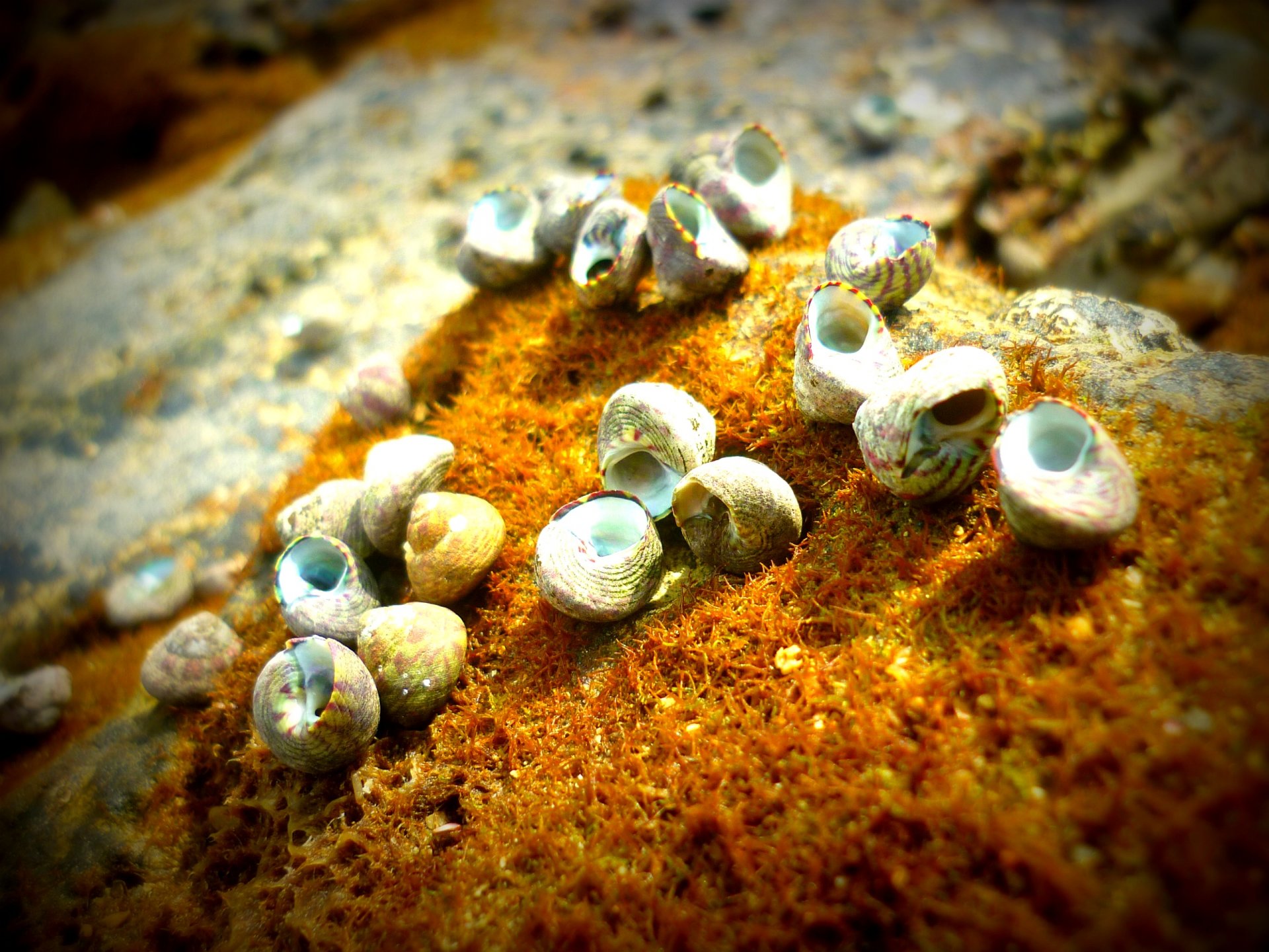 Fonds d'cran Animaux Vie marine - Coquillages Bernard L'ermite