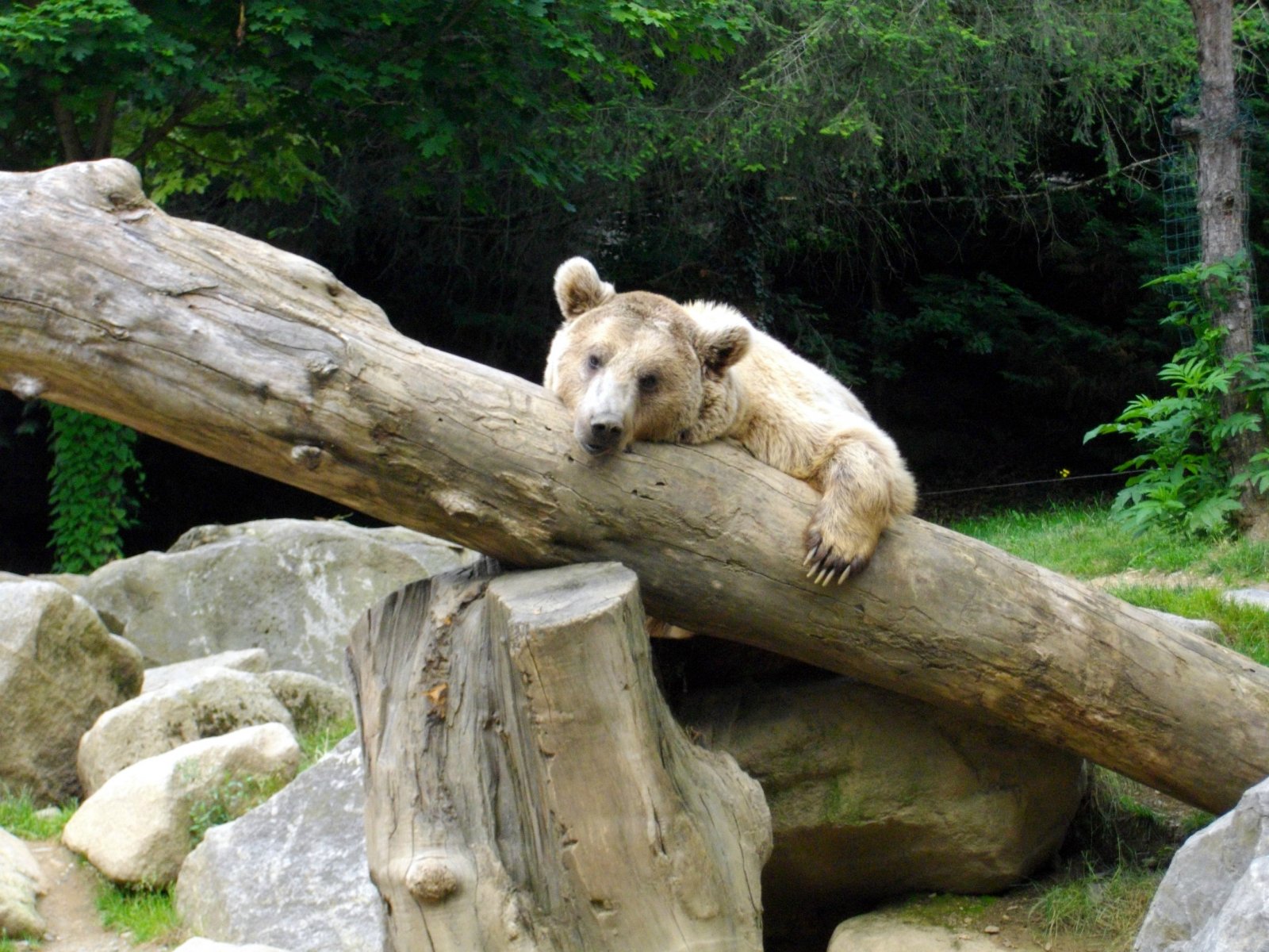 Wallpapers Animals Bears petite sieste