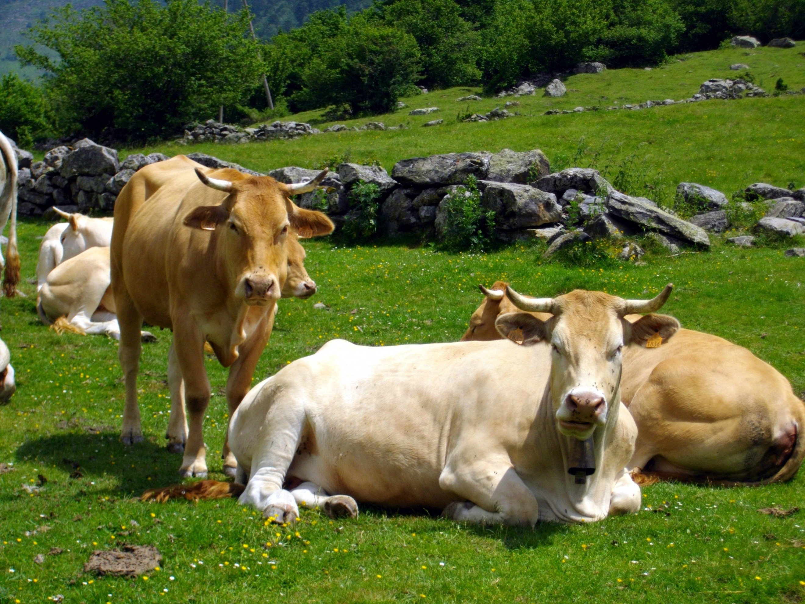 Fonds d'cran Animaux Vaches - Taureaux - Boeufs pturages