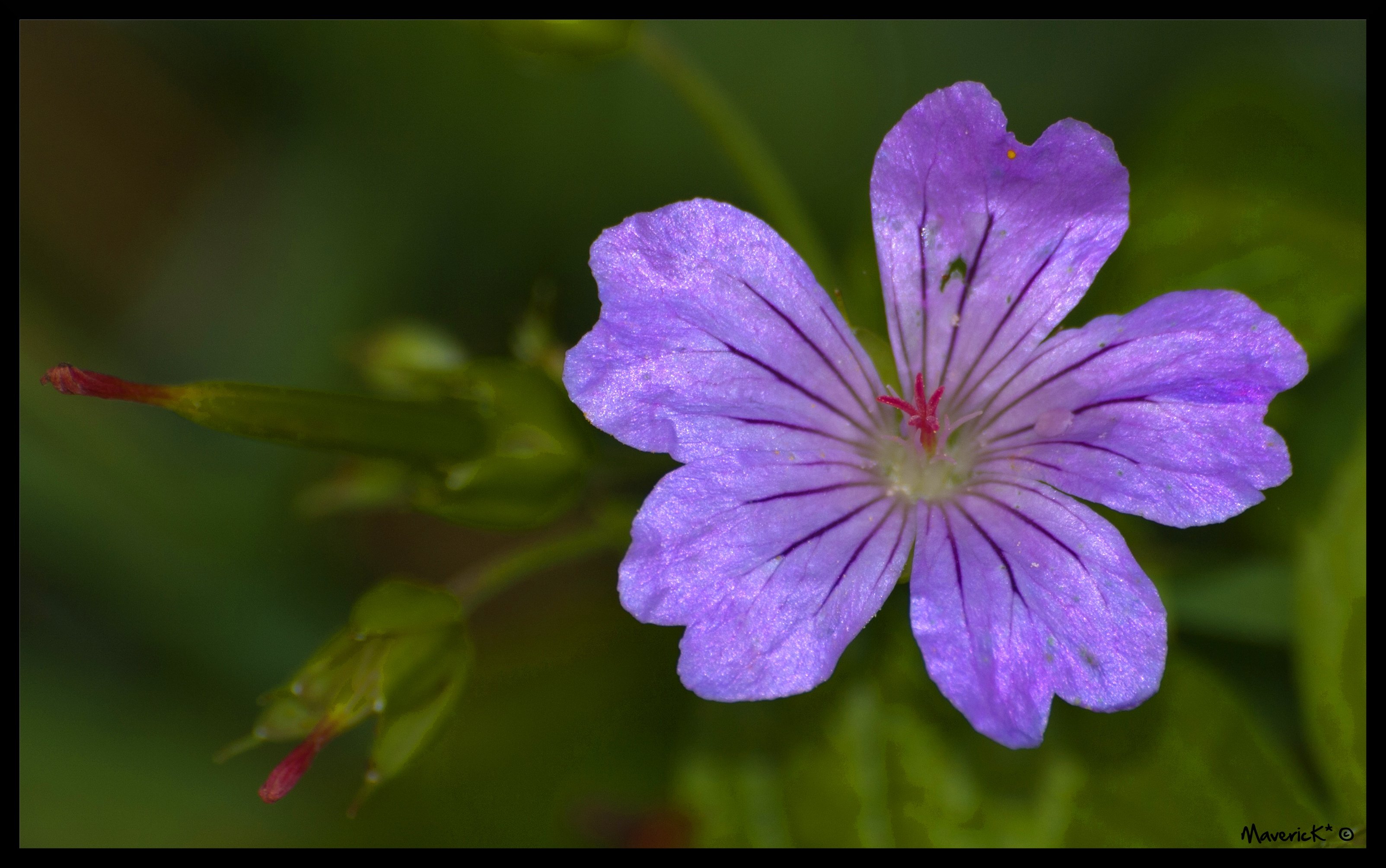 Fonds d'cran Nature Fleurs Fleur...