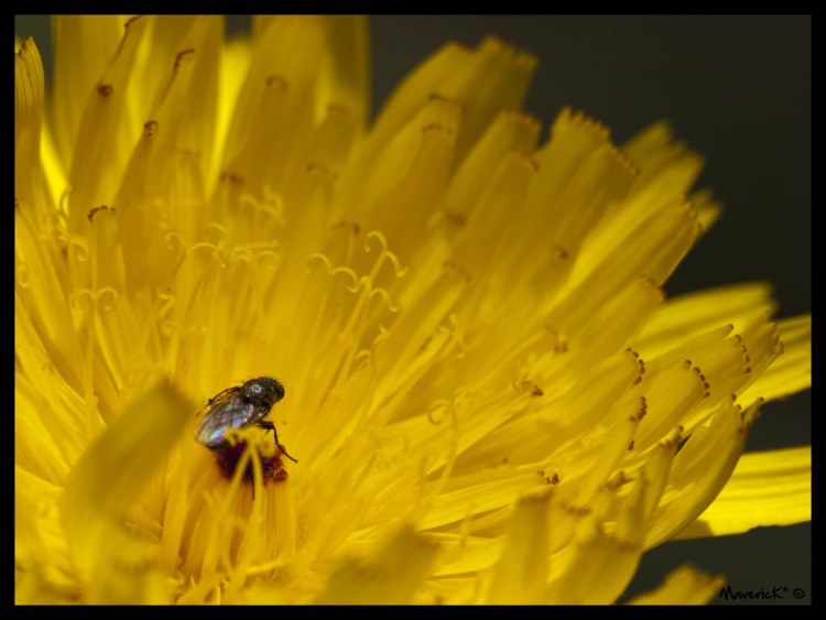 Fonds d'cran Animaux Insectes - Mouches Mouche dans un pissenlit