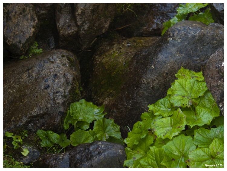 Fonds d'cran Nature Plantes - Arbustes Humide...