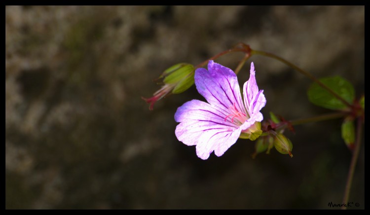 Fonds d'cran Nature Fleurs Mauve