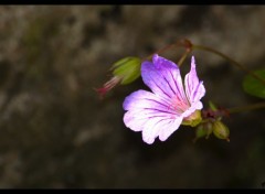 Fonds d'cran Nature Mauve