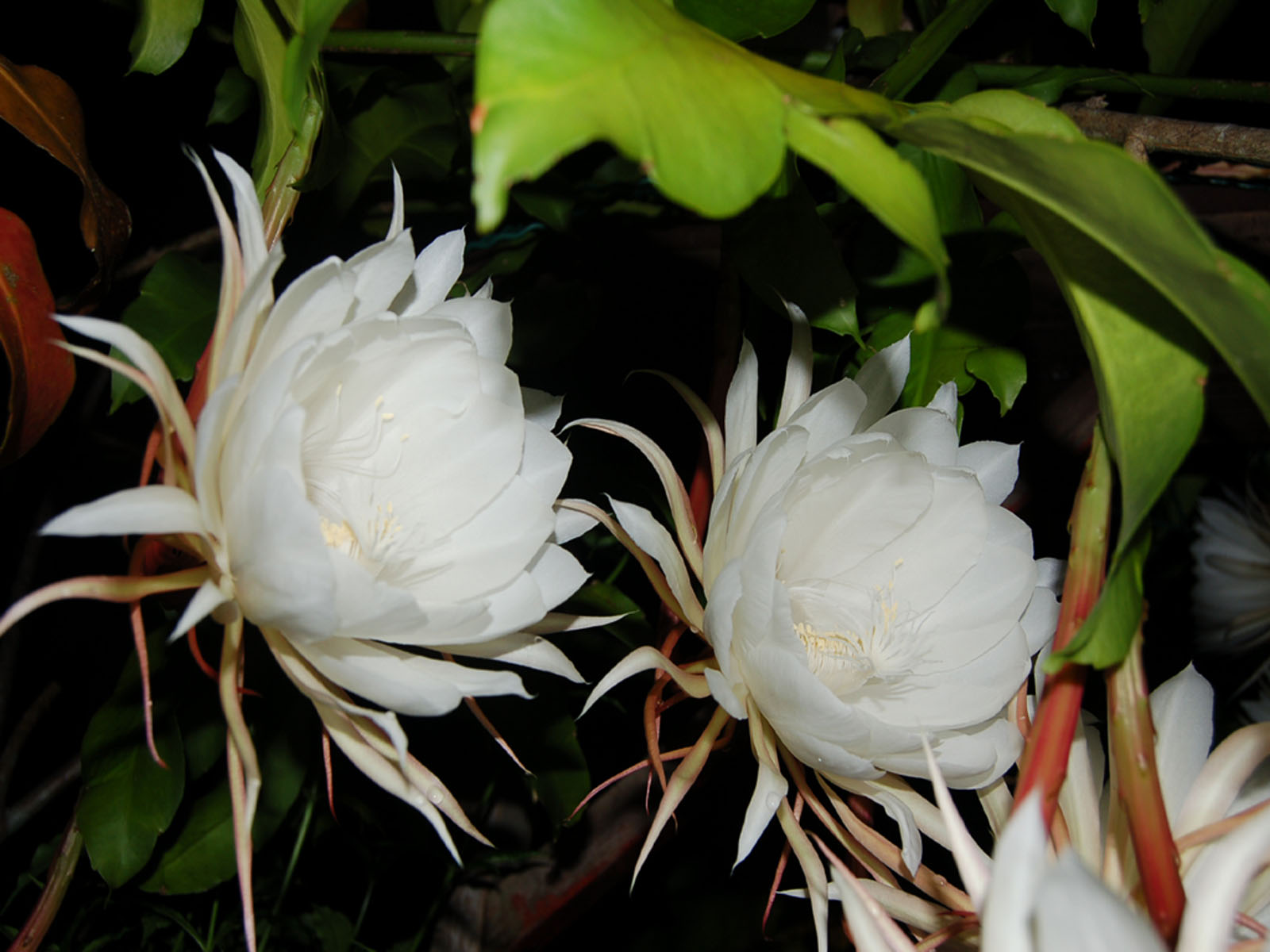 Fonds d'cran Nature Fleurs Belles de nuit