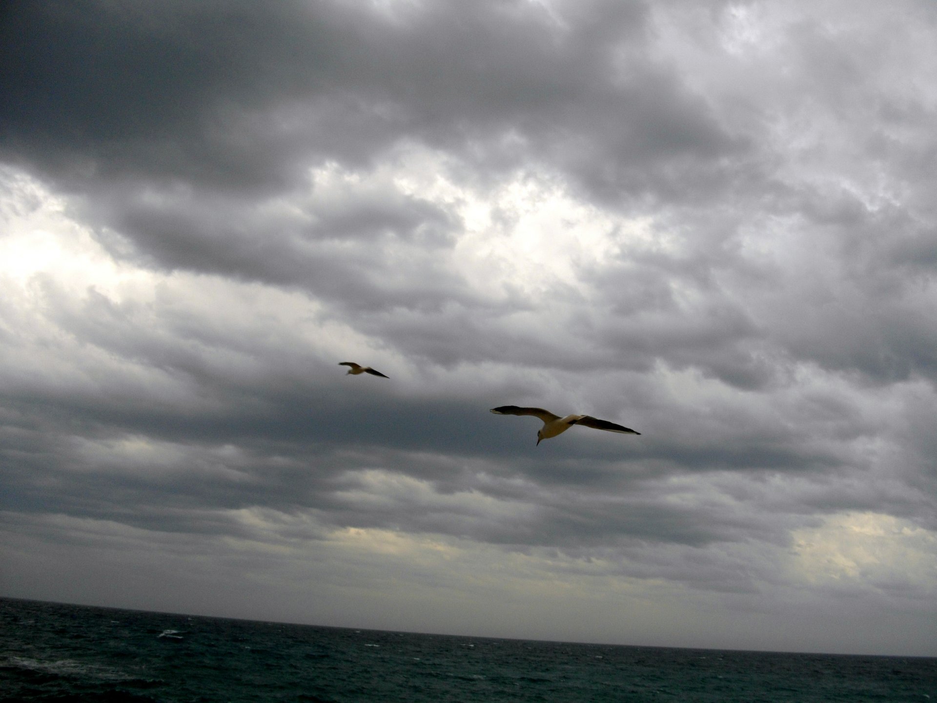 Wallpapers Animals Birds - Gulls 