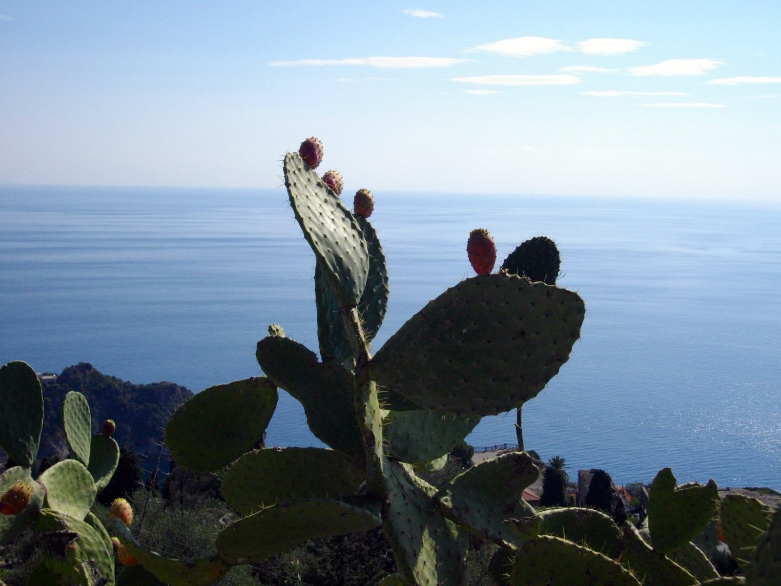 Fonds d'cran Nature Cactus 