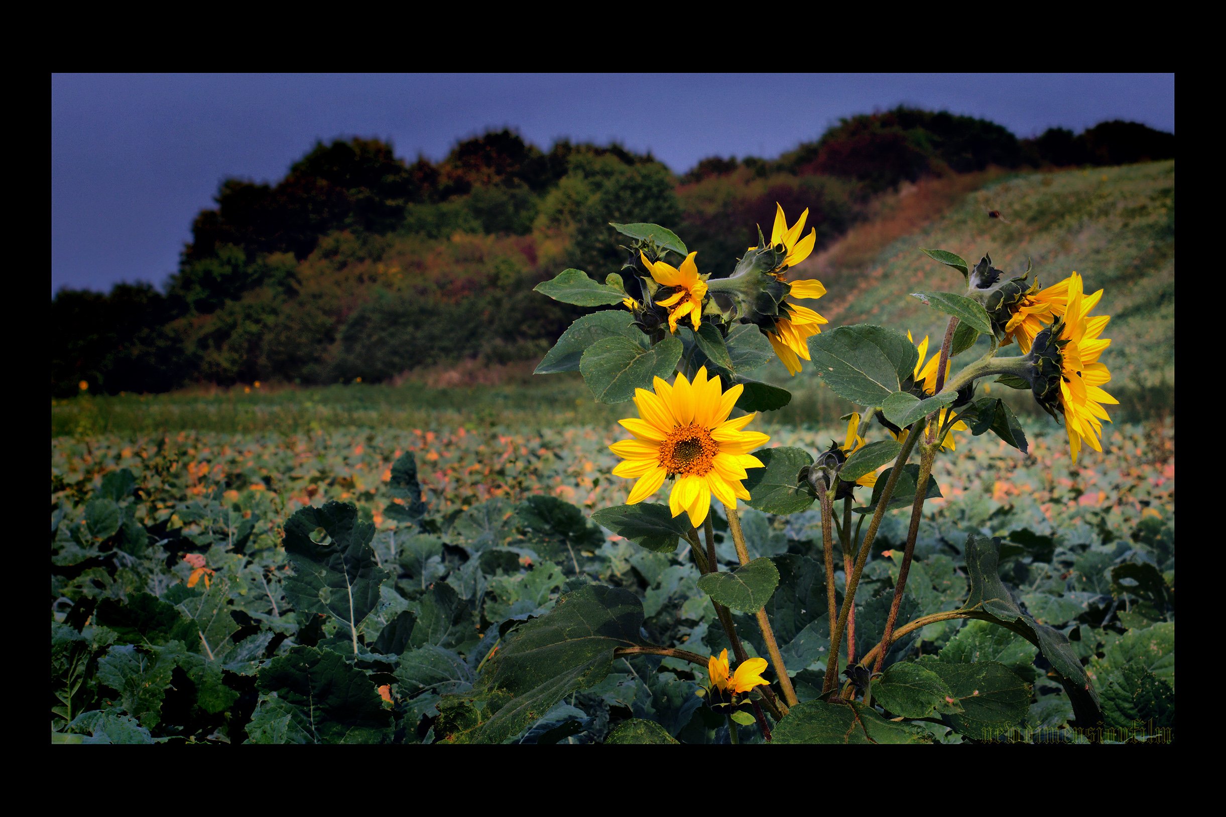 Wallpapers Nature Flowers Petit soleil - la deuxime gnration de cette anne.