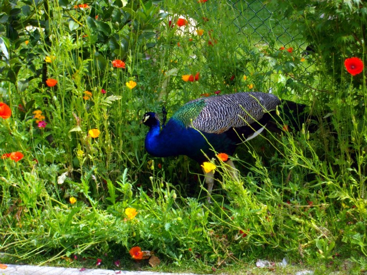 Wallpapers Animals Birds - Peacocks Wallpaper N286257