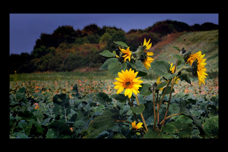 Fonds d'cran Nature Fleurs Petit soleil - la deuxime gnration de cette anne.