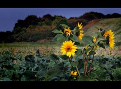 Fonds d'cran Nature Petit soleil - la deuxime gnration de cette anne.