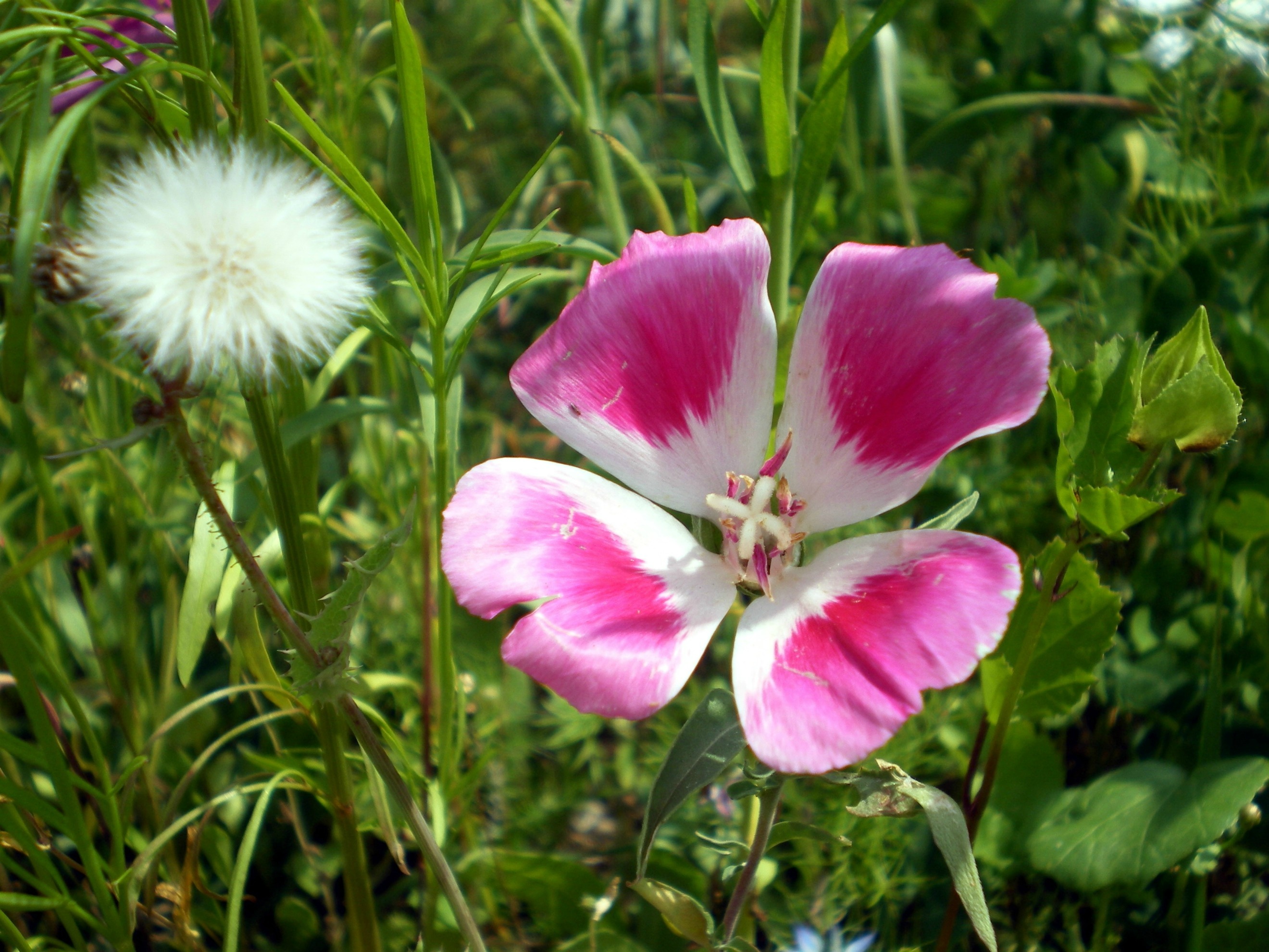 Wallpapers Nature Flowers 