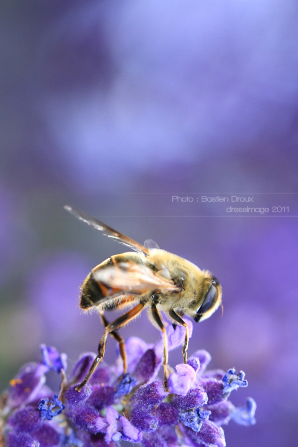 Fonds d'cran Animaux Insectes - Abeilles Gupes ... Abeille