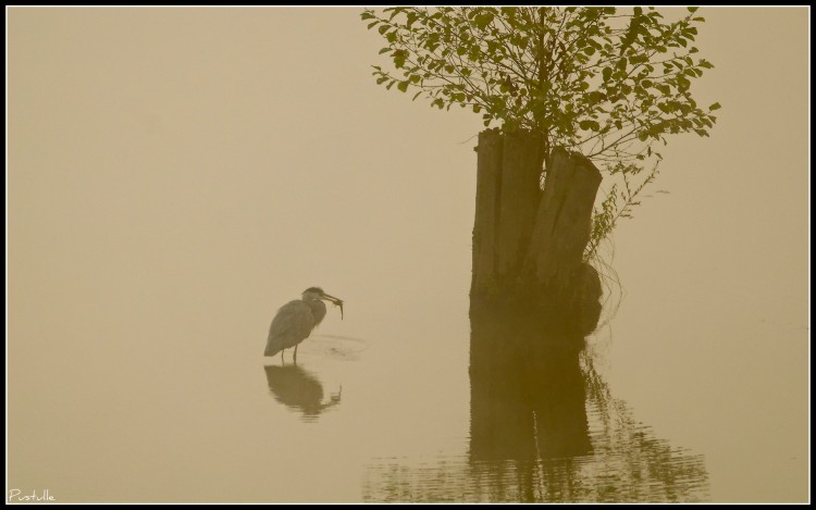 Wallpapers Animals Birds - Herons Petit djeuner...