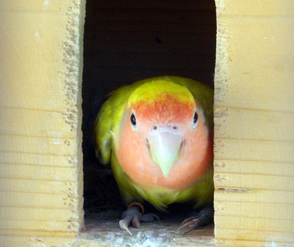 Fonds d'cran Animaux Oiseaux - Divers insparable jaune