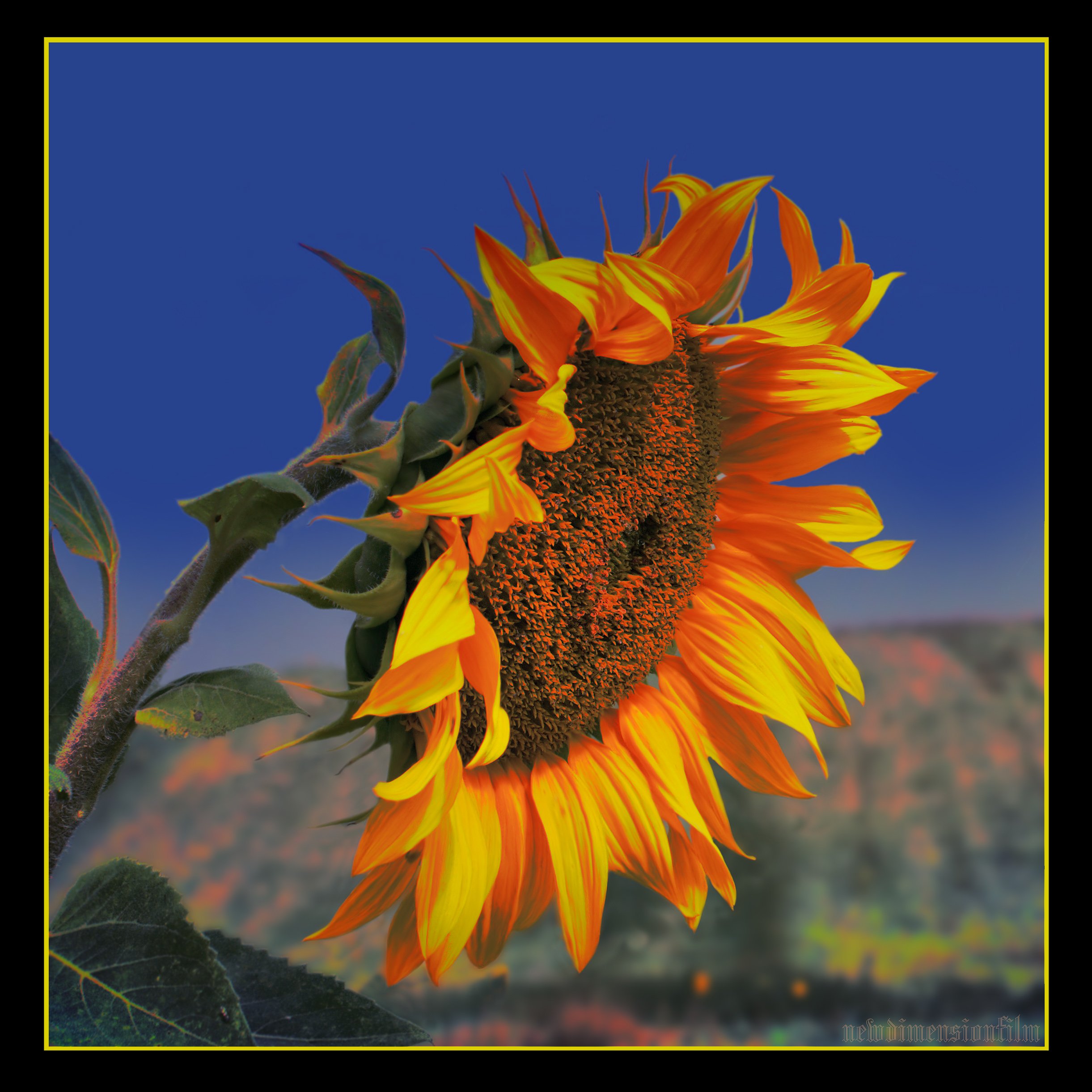 Wallpapers Nature Flowers Le Feu de Tournesol.