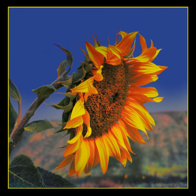 Wallpapers Nature Flowers Le Feu de Tournesol.