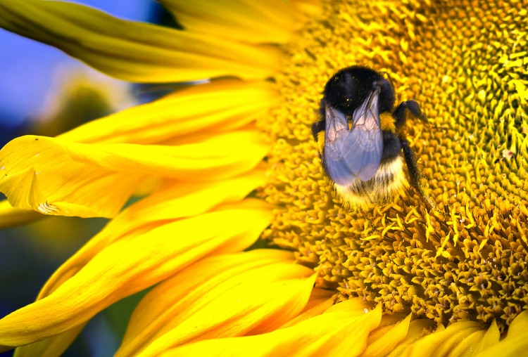 Fonds d'cran Animaux Insectes - Abeilles Gupes ... cul poilu