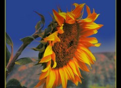 Wallpapers Nature Le Feu de Tournesol.