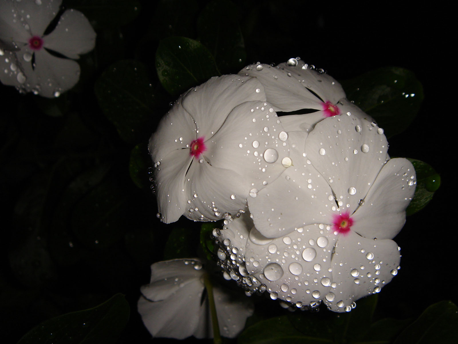 Fonds d'cran Nature Fleurs 