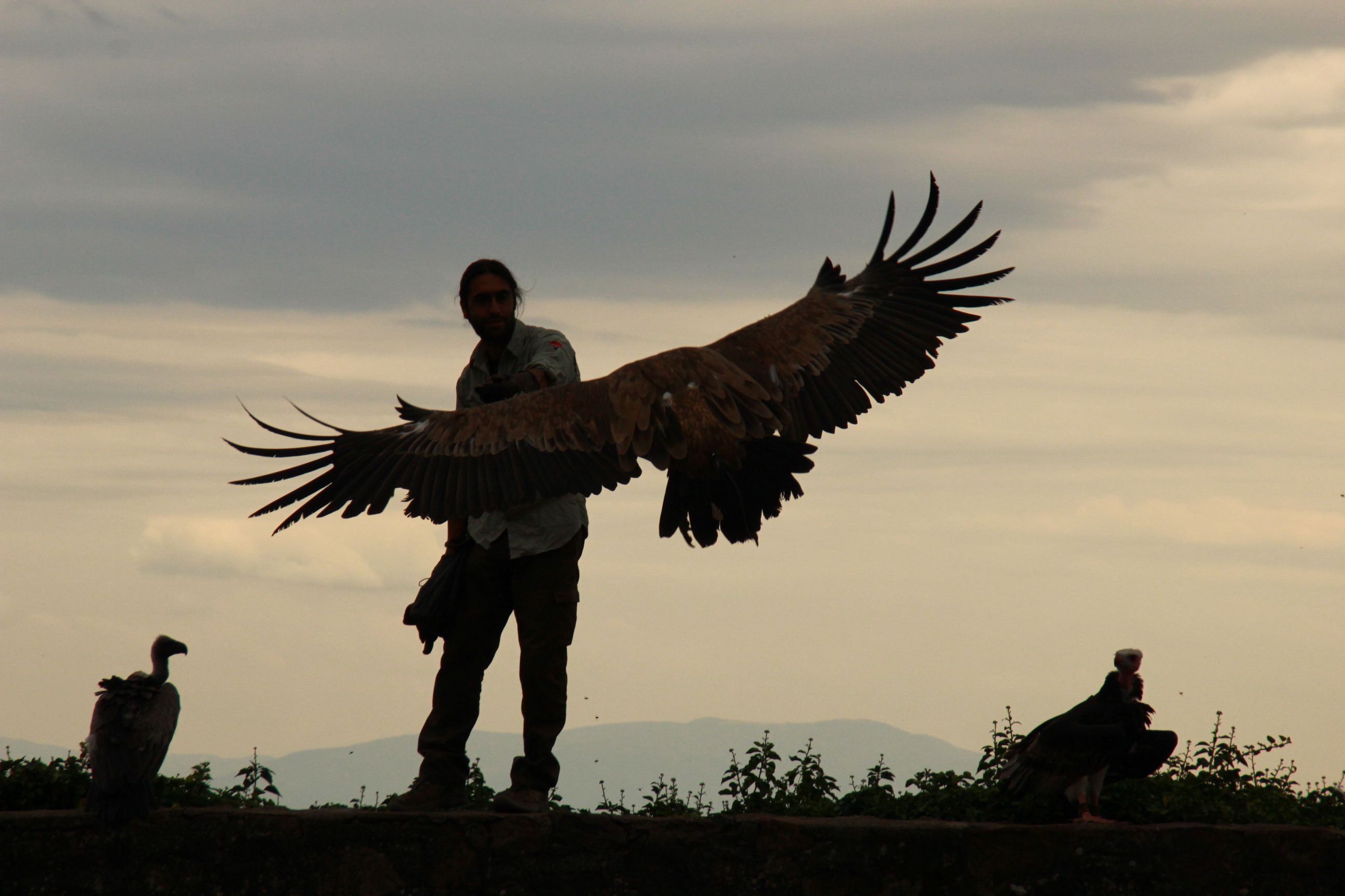 Fonds d'cran Animaux Oiseaux - Rapaces divers Vol majestueux