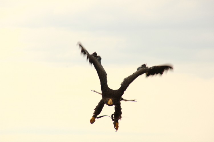 Fonds d'cran Animaux Oiseaux - Rapaces divers Vol majesteux 2