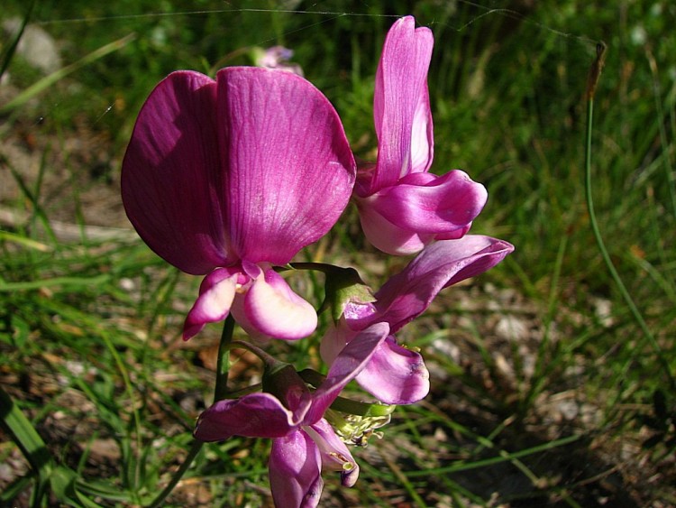 Fonds d'cran Nature Fleurs Pois de senteur sauvage