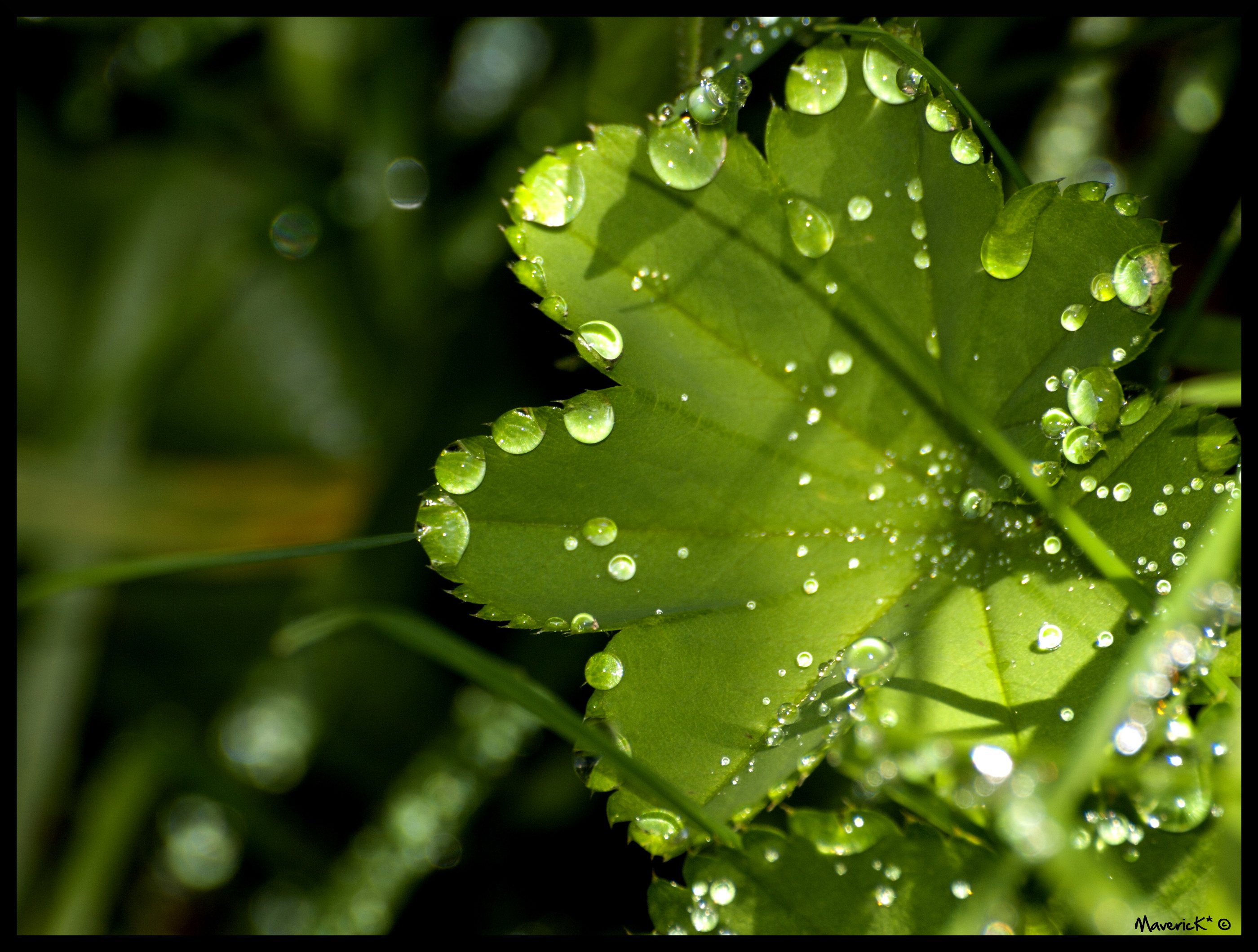 Wallpapers Nature Leaves - Foliage Rose