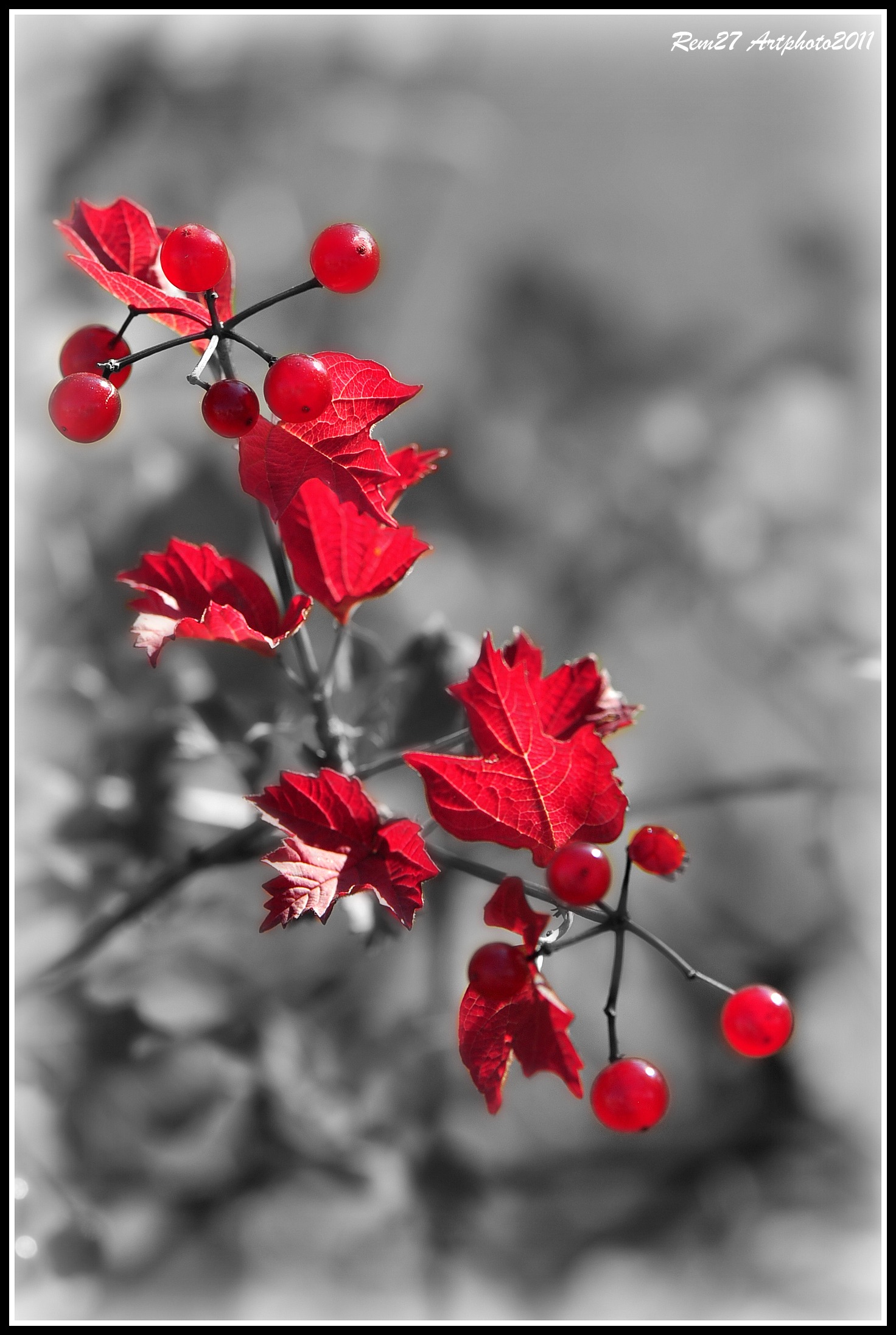 Fonds d'cran Nature Feuilles - Feuillages en rouge et noire