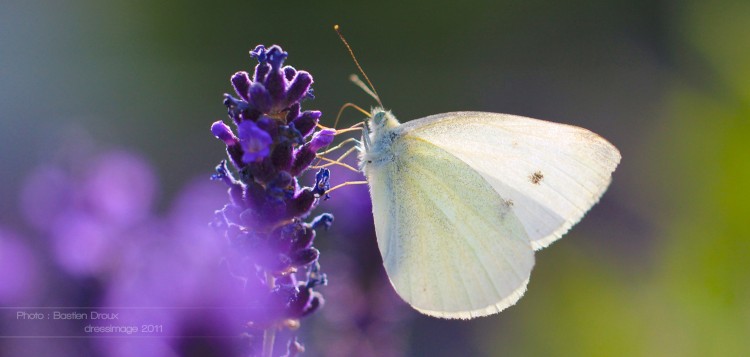 Fonds d'cran Animaux Insectes - Papillons Wallpaper N286621