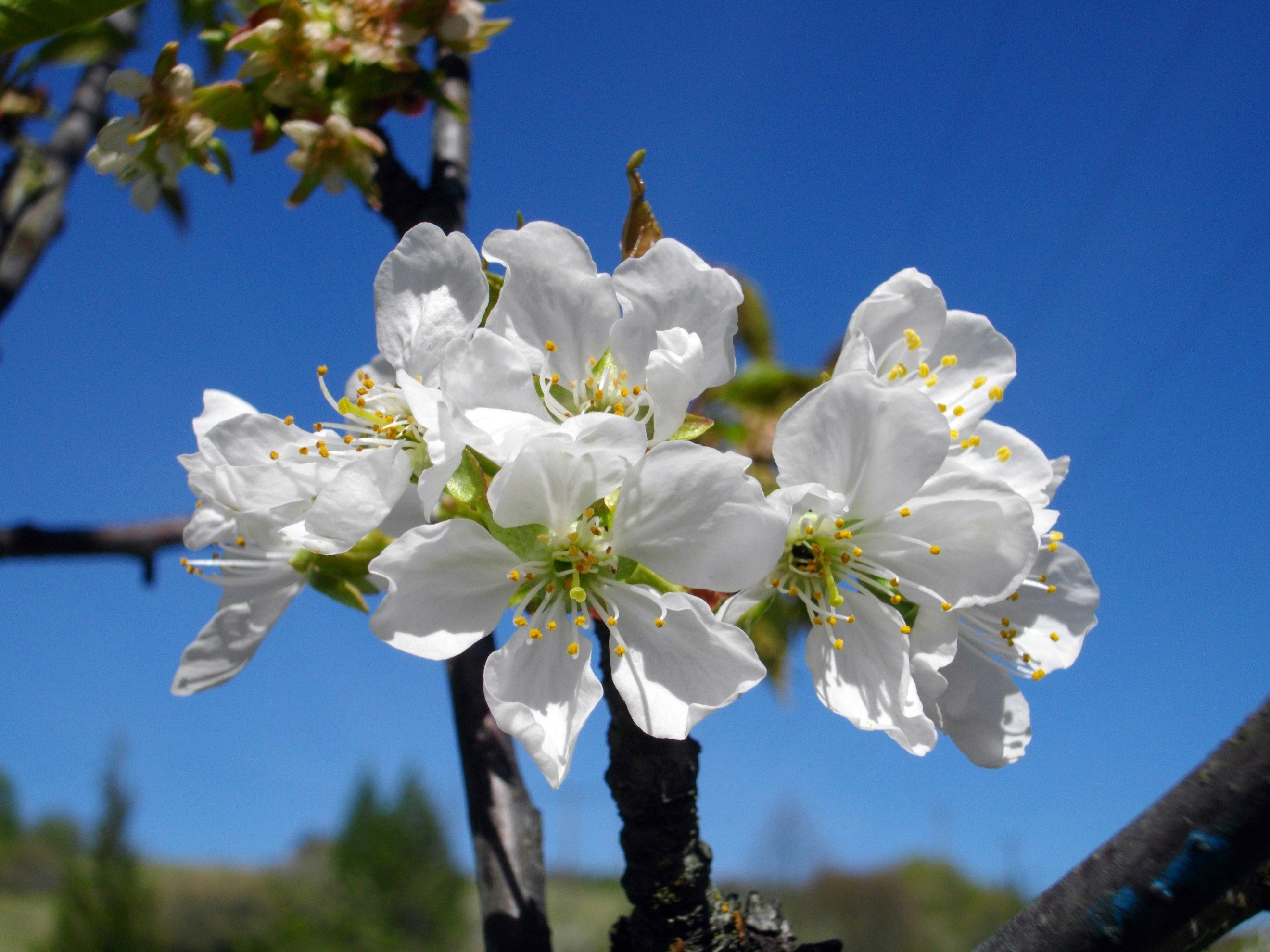 Fonds d'cran Nature Fleurs 