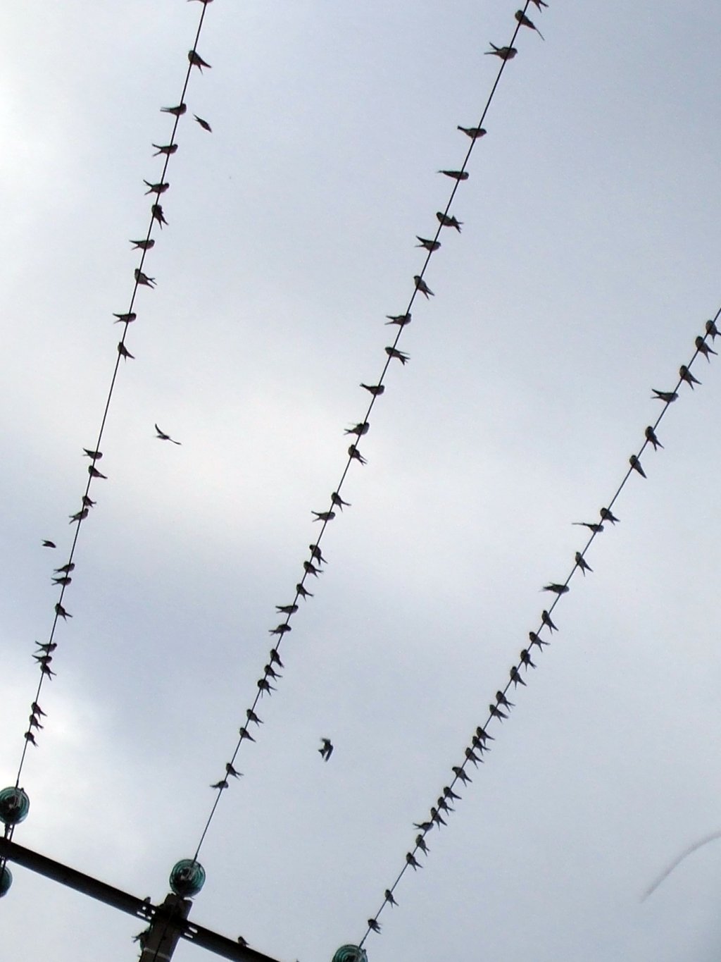 Fonds d'cran Animaux Oiseaux - Hirondelles sur le dpart