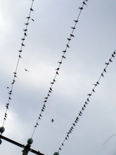 Fonds d'cran Animaux Oiseaux - Hirondelles sur le dpart