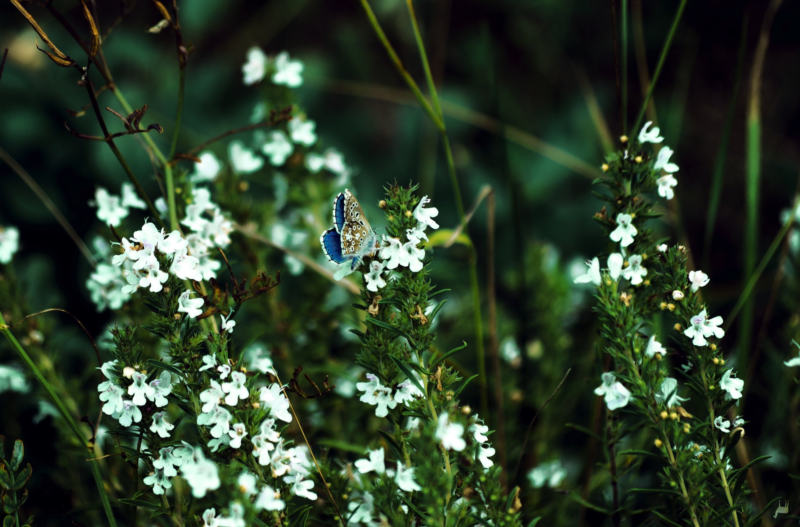 Wallpapers Animals Insects - Butterflies L'Abondance