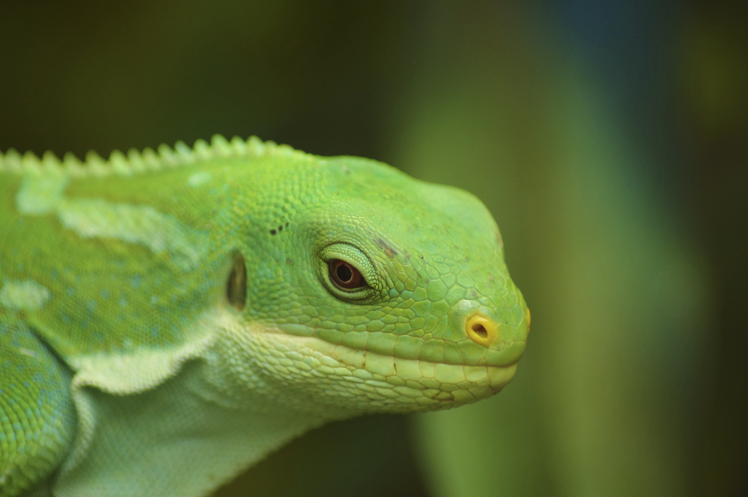 Fonds d'cran Animaux Lzards - Iguanes iguane des fidji