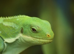 Fonds d'cran Animaux iguane des fidji