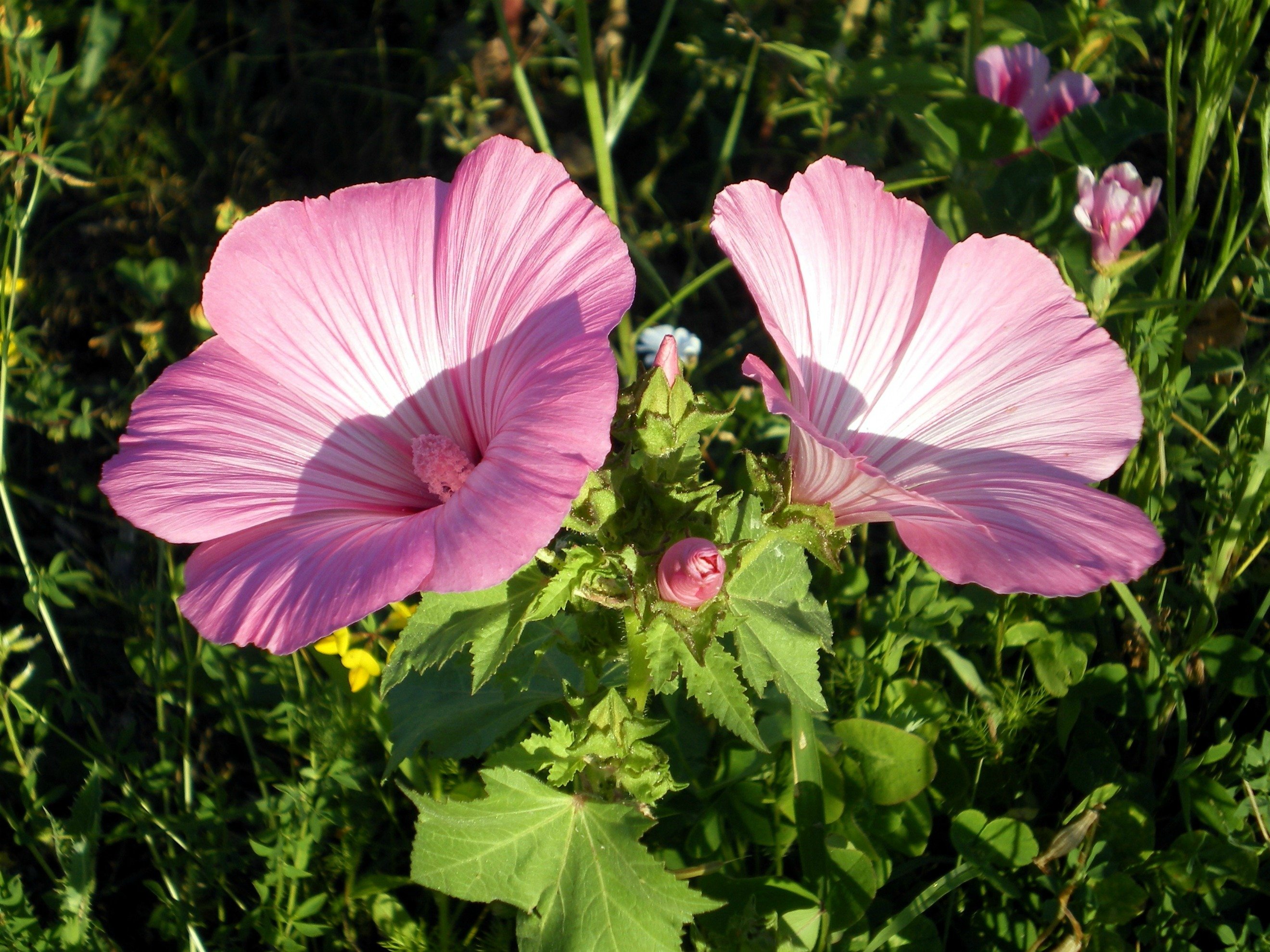 Wallpapers Nature Flowers 