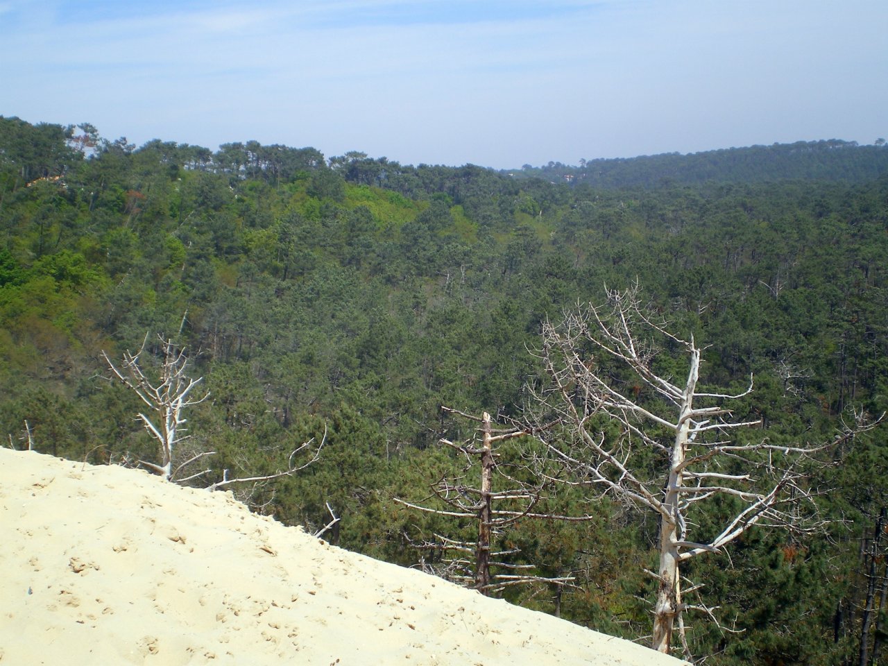 Wallpapers Nature Trees - Forests 