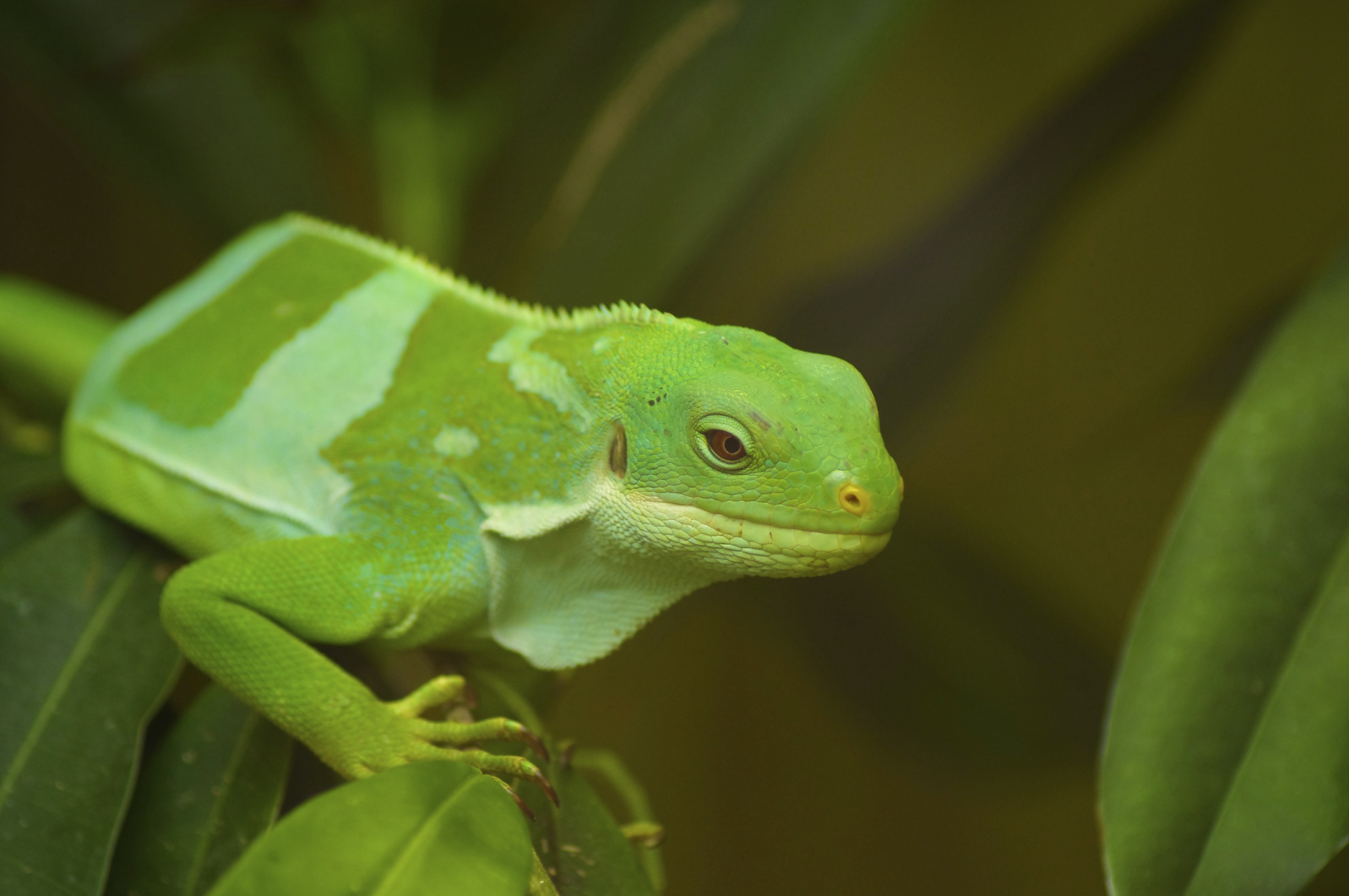 Fonds d'cran Animaux Lzards - Iguanes iguanes des fidji