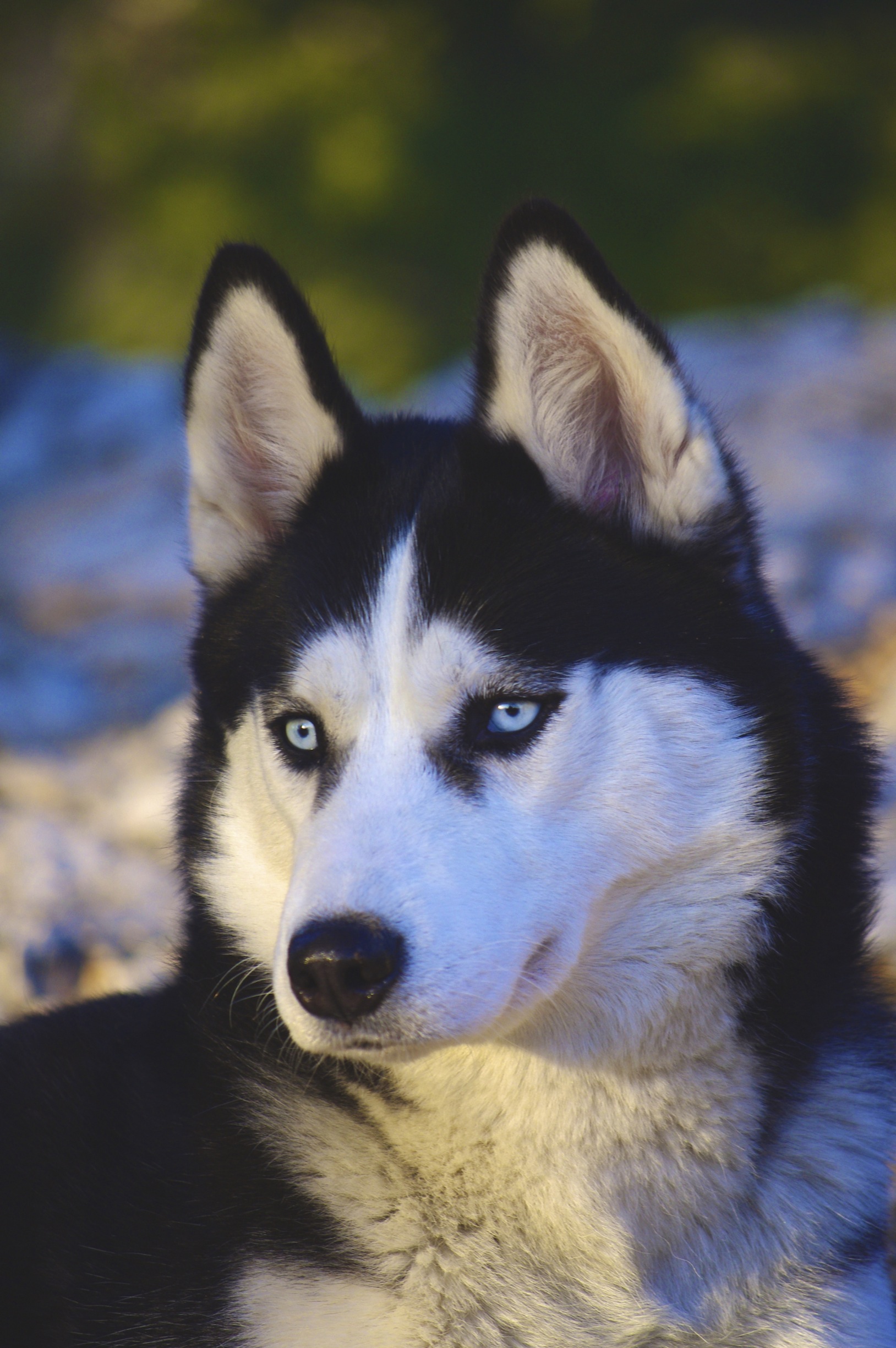 Wallpapers Animals Dogs Husky siberien