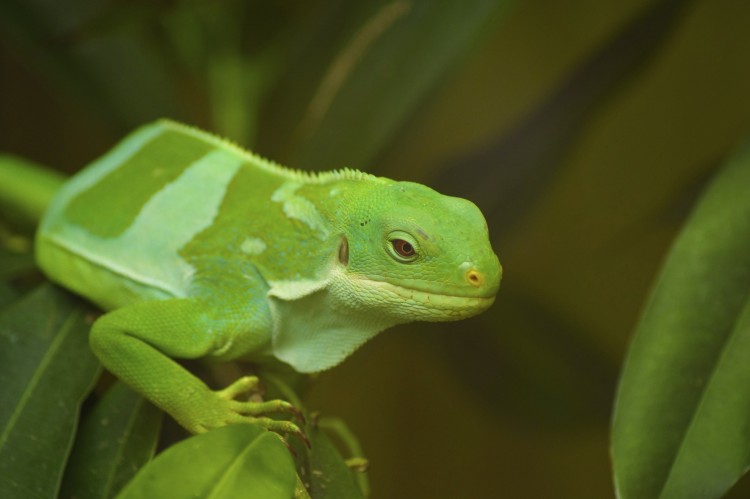 Fonds d'cran Animaux Lzards - Iguanes iguanes des fidji