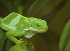 Fonds d'cran Animaux iguanes des fidji