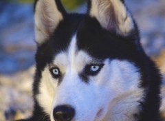 Fonds d'cran Animaux Husky siberien